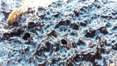 Chelonaplysilla violacea