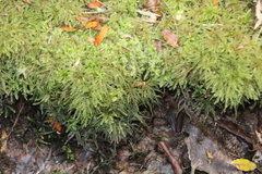 Hypnodendron arcuatum