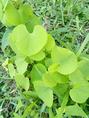 Aristolochia esperanzae