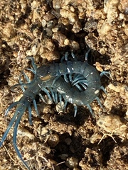 Scolopendra aztecorum