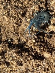 Scolopendra aztecorum
