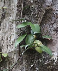 Metrosideros albiflora