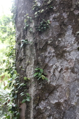 Metrosideros albiflora