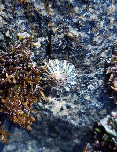 Scurria araucana