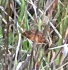 Epirrhoe plebeculata