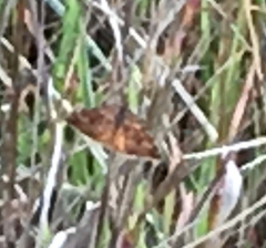 Epirrhoe plebeculata