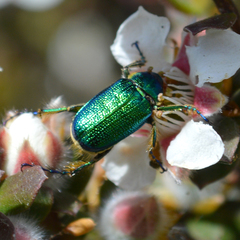 Diphucephala colaspidoides