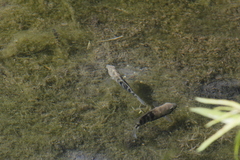 Herichthys carpintis