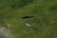 Herichthys carpintis