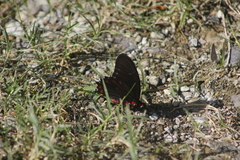 Mimoides phaon phaon