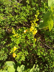 Chamaecrista glandulosa