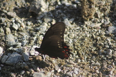 Mimoides phaon phaon