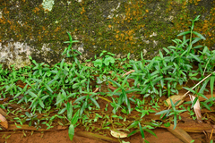 Sphagneticola calendulacea