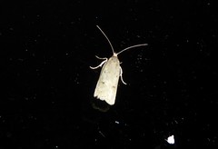Phaeosaces apocrypta