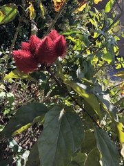 Bixaceae