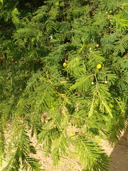 Vachellia aroma