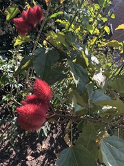 Bixaceae