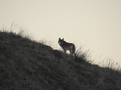 Canis lupus pallipes