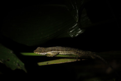 Anolis oxylophus
