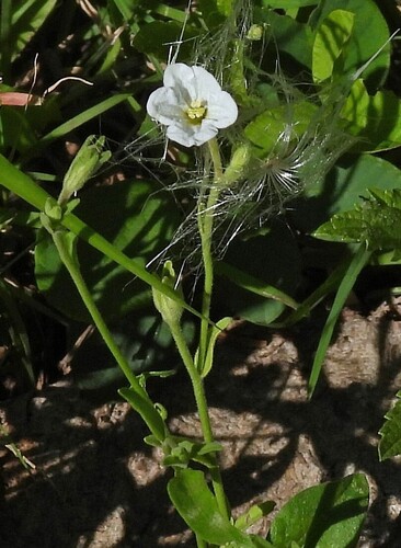 White baby (తెల్ల పిల్ల) (Bouchetia anomala)