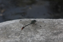 Erpetogomphus