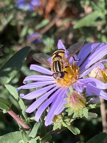 Unknown species found near Land Between the Lakes National Recreation Area, Cadiz, KY, US
