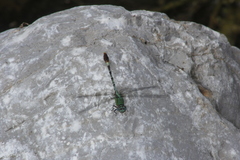 Erpetogomphus