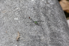 Erpetogomphus