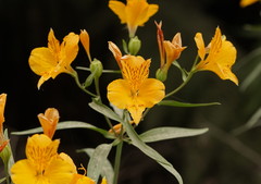 Alstroemeria aurea