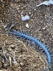 Scolopendra aztecorum