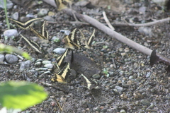 Papilio ornythion ornythion