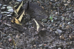 Papilio ornythion ornythion