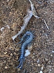 Scolopendra aztecorum