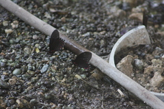 Mimoides phaon phaon