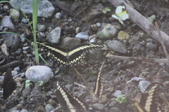 Papilio ornythion ornythion