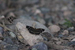 Anthanassa texana texana
