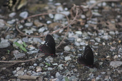 Mimoides phaon phaon