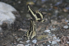 Papilio ornythion ornythion