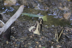 Papilio ornythion ornythion