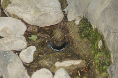 Mimoides phaon phaon