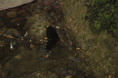 Mimoides phaon phaon