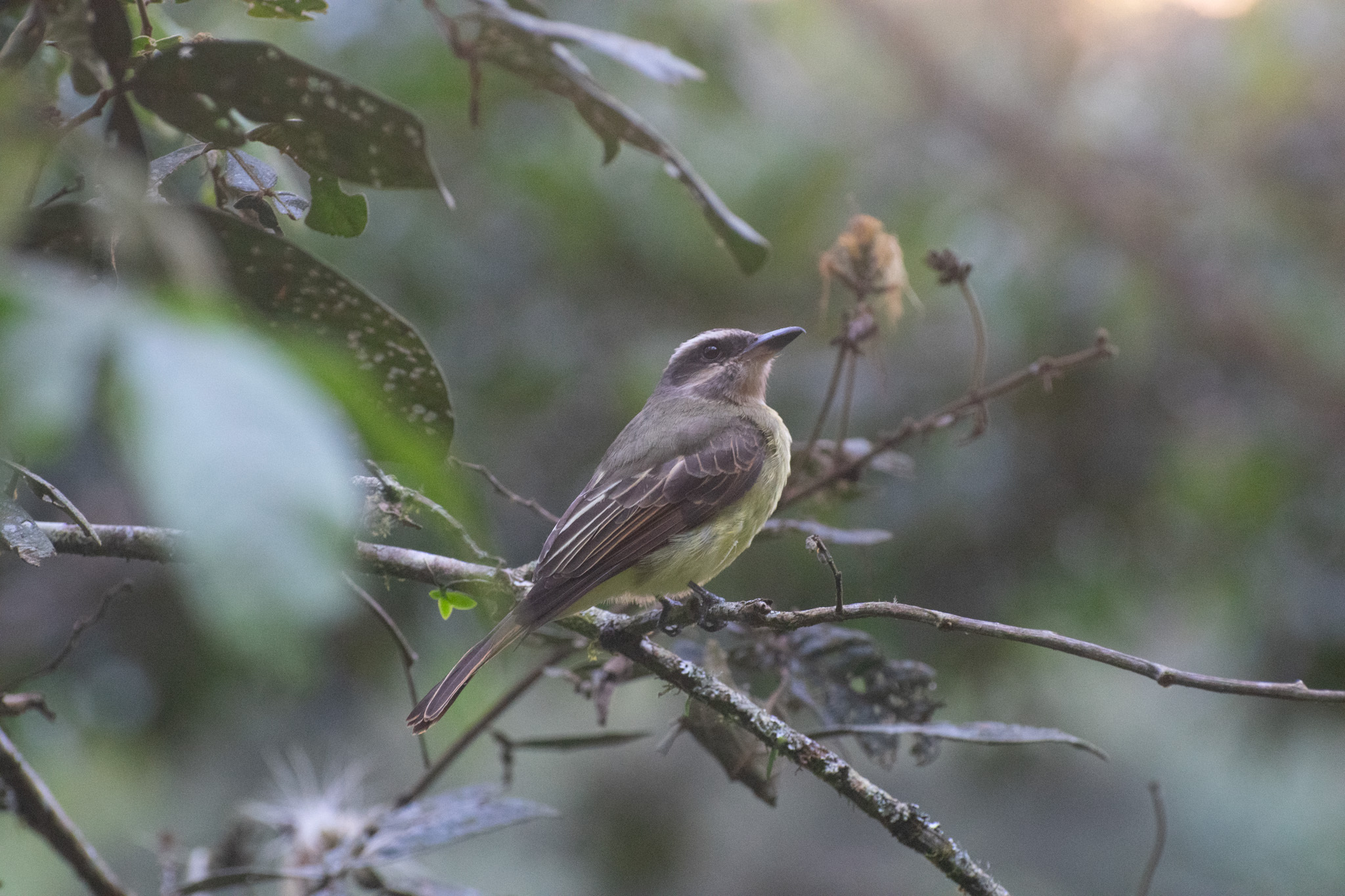Golden-crowned Flycatcher (Myiodynastes chrysocephalus), photo 4
