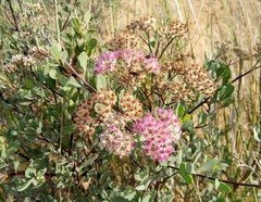 Tessaria integrifolia