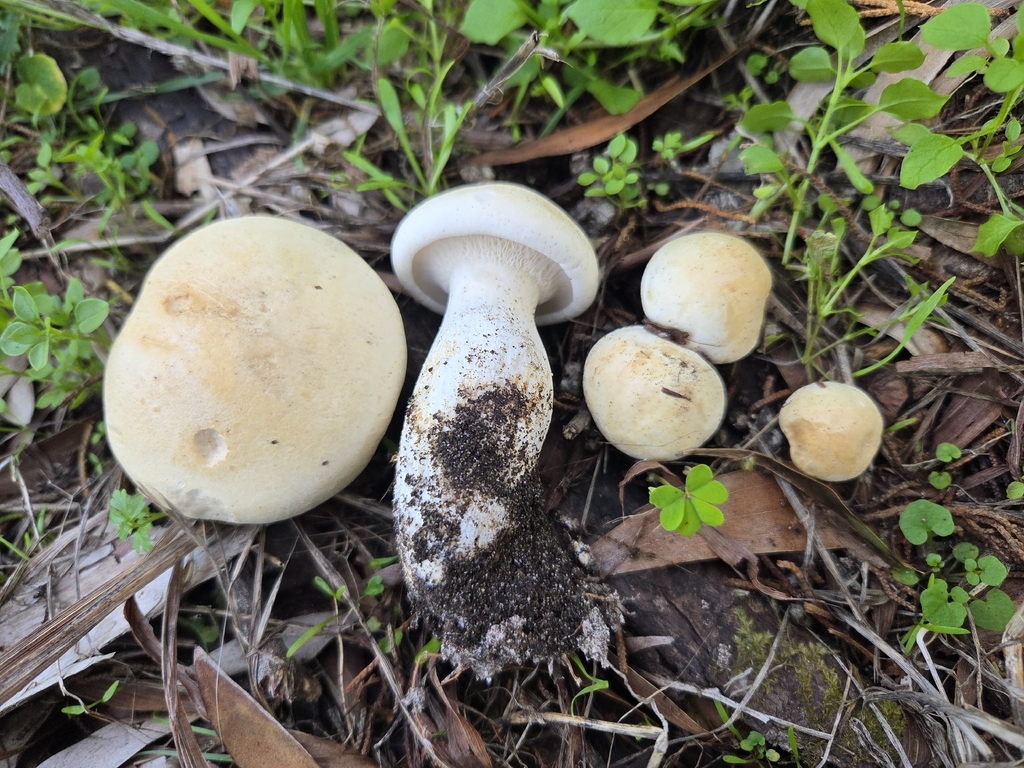 Leucopaxillus albissimus · October 2025 · photo: © mandymushii (iNaturalist, cc-by)