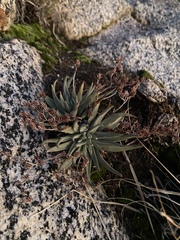 Dudleya abramsii