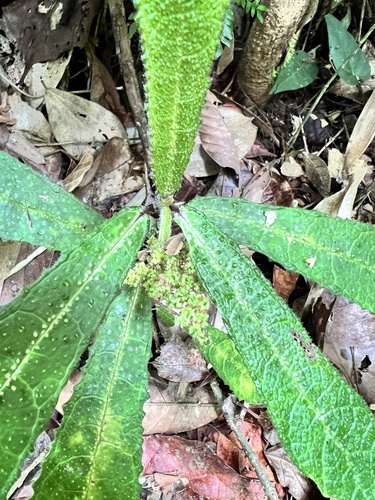 Laportea humblotii