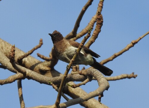 Bulbul naranjero (Pycnonotus barbatus)
