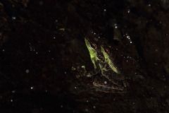Staurois guttatus