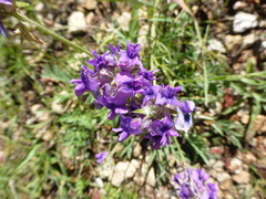 Oxytropis lambertii