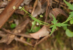 Hydrocotyle geraniifolia